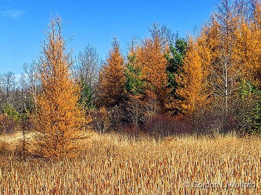Canadian Shield Scene_DSCF02917.jpg - Dying pines photographed near Calabogie, Ontario, Canada.